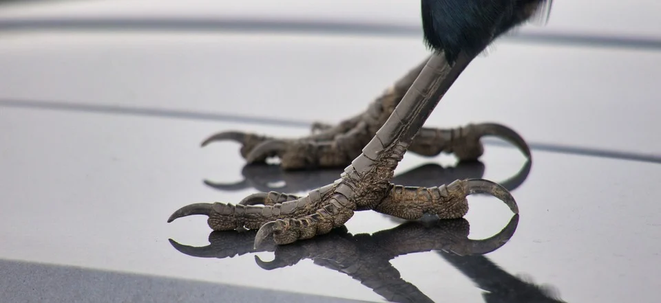 Claws of bird 